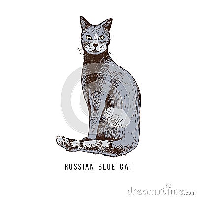 Hand drawn russian blue cat Vector Illustration