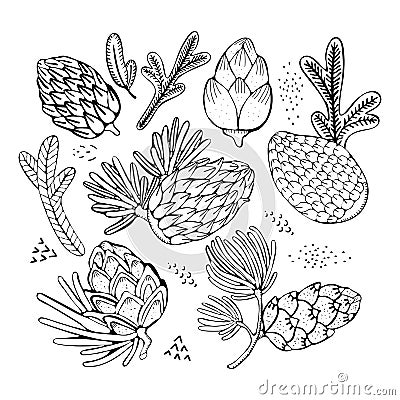 Hand drawn rustic design vector elements. Forest collection of coniferous branches and pine cones isolated on white background. Cartoon Illustration