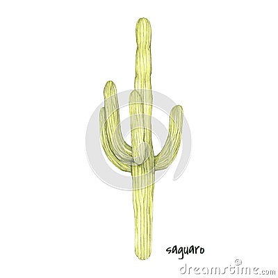 Hand drawn saguaro cactus isolated on white background Stock Photo