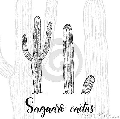 Hand drawn saguaro cactus Vector Illustration