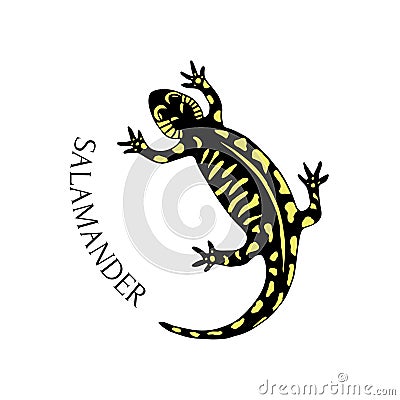 Hand drawn salamander in black and yellow color Vector Illustration