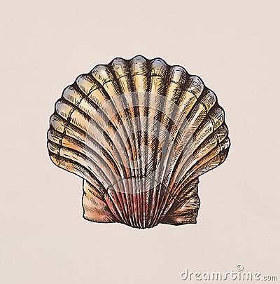 Hand drawn scallop saltwater clams Stock Photo