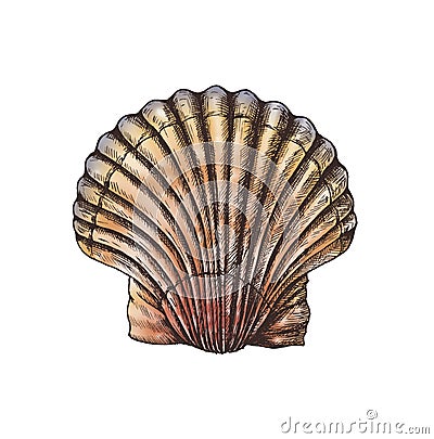 Hand drawn scallop saltwater clams Stock Photo