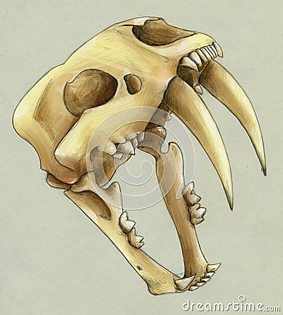 Hand drawn scull of an extinct sabre toothed tiger Stock Photo