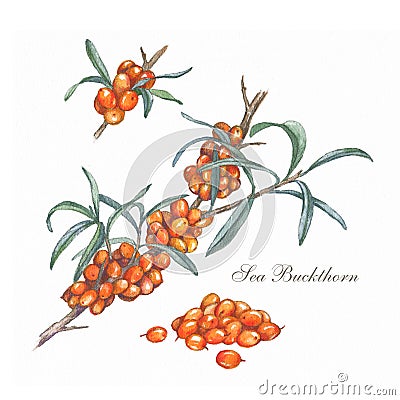 Hand drawn sea buckthorn branch. Colorful illustration. Healing tea and medical edible berry. Food ingredient, cooking, beauty Cartoon Illustration