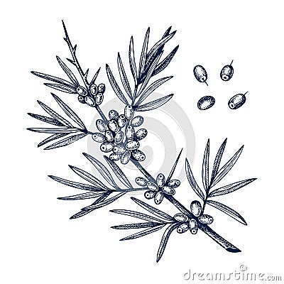 Hand drawn Sea buckthorn vector illustration in engraved style. Wild berries isolated on white background. Hand drawing. Vintage Vector Illustration