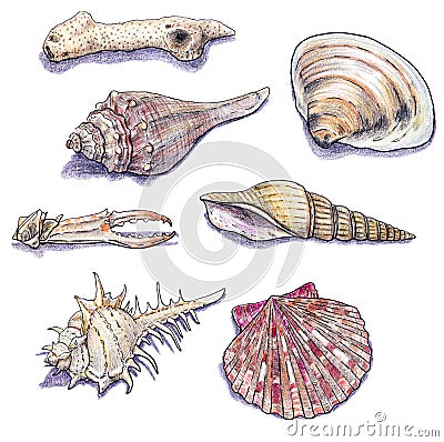 Hand drawn sea shells collection. Marine isolated crayon illustration Cartoon Illustration