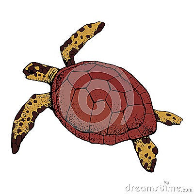 Hand drawn Sea turtle isolated on a white background. Vector with animal underwater. Illustration for T-shirt graphics, fashion Vector Illustration