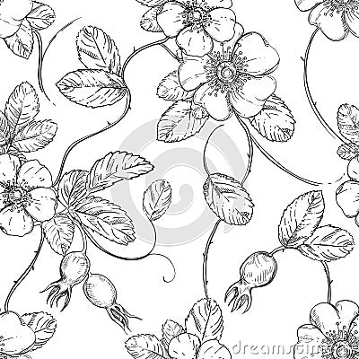 Hand drawn seamless pattern black and white of blossom dogrose flower, briar, plant, leaf. Vector illustration. Elements Vector Illustration