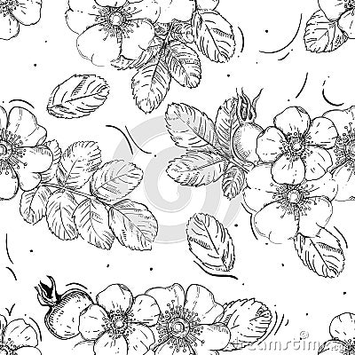 Hand drawn seamless pattern black and white of blossom dogrose flower, plant, leaf. Vector illustration. Elements in Vector Illustration