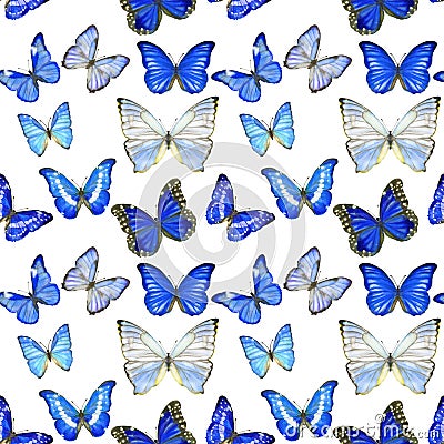 Hand drawn seamless pattern with butterflies Morpho on white Stock Photo