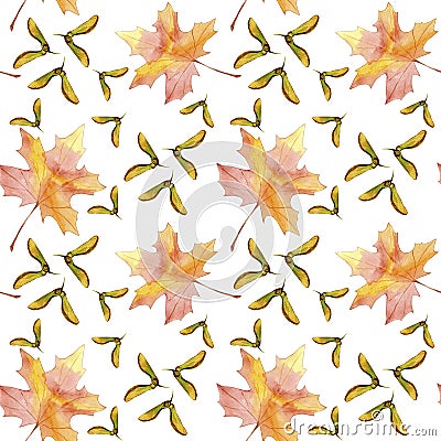 Hand drawn seamless pattern watercolor colorful maple fall leaf and winged seeds maple tree isolated on white background. Stock Photo