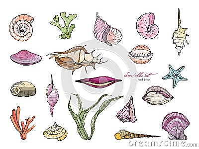 Hand drawn seashells collection. Vector colorful illustration. Vector Illustration