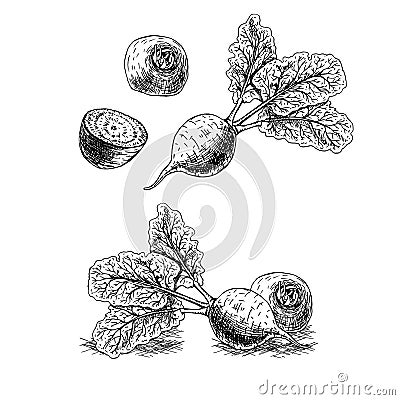 Hand drawn set of beets. Vector sketch Vector Illustration