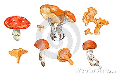 Hand drawn set colored aspen mushroom, chanterelles, fly agaric Stock Photo