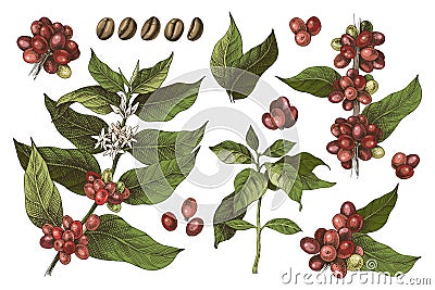 Hand drawn set of colorful coffee tree branches and beans Vector Illustration