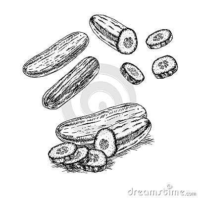 Hand drawn set of cucumber. Vector sketch Vector Illustration