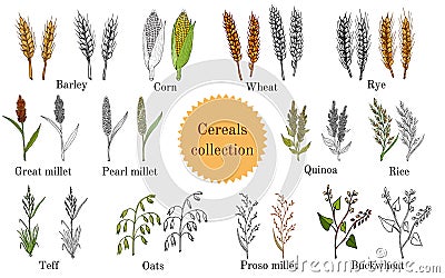 Hand drawn set of culinary agricultural cereals Vector Illustration