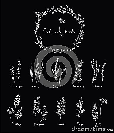 Hand drawn set of culinary herb. Basil and mint, rosemary and sage, thyme and parsley. Food design logo Vector Illustration