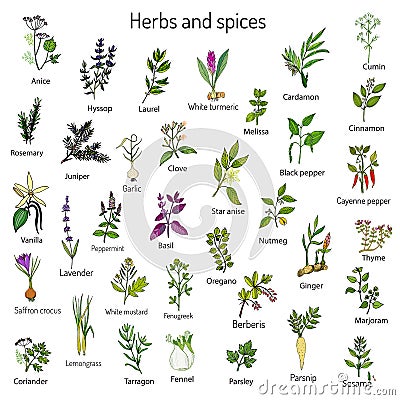 Hand drawn set of culinary herbs and spices Vector Illustration