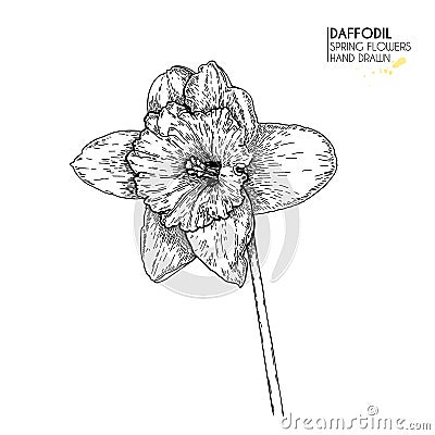 Hand drawn set of daffodil or narcissus flowers. Vector engraved art. Spring garden blossoms. Monocrome sketch. Good for Vector Illustration