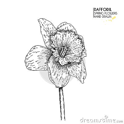 Hand drawn set of daffodil or narcissus flowers. Vector engraved art. Spring garden blossoms. Monocrome sketch. Good for Vector Illustration