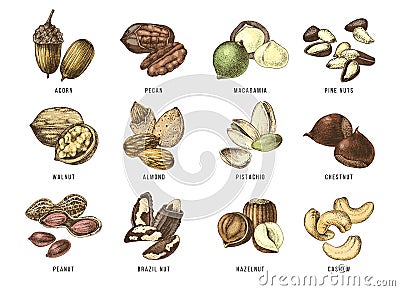 Hand drawn set of 12 edible nuts Vector Illustration