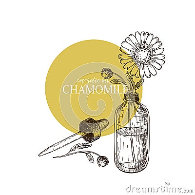 Hand drawn set of essential oil. Vector chamomile daisy flower. Medicinal herb with glass dropper bottle. Engraved art Vector Illustration