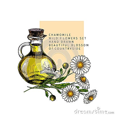 Hand drawn set of essential oils. Vector colored camomile flower. Medicinal herb with glass dropper bottle. Engraved art Vector Illustration