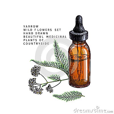 Hand drawn set of essential oils. Vector yarrow milfoil flower. Medicinal herb with glass dropper bottle. Colored Vector Illustration