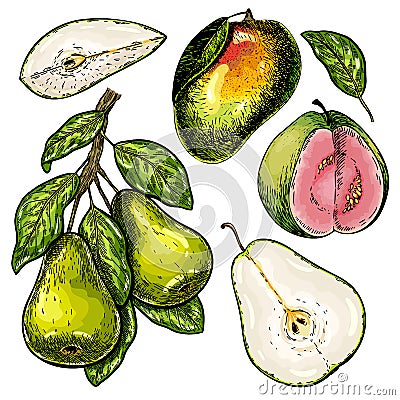 Hand drawn set of green tropical fuits. Vector colored isolated objects. Pear branch and slices, mango, guava. For Vector Illustration