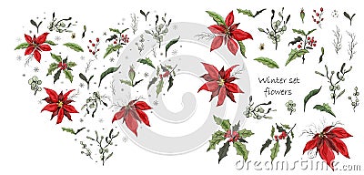 Set of winter flowers poinsettia, white mistletoe, Holly isolated on a white background. realistic hand-drawn doodles, colorful Vector Illustration