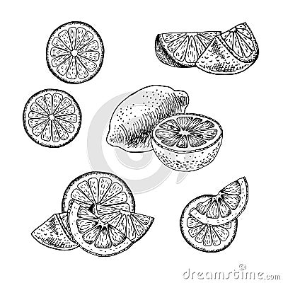 Hand drawn set of lemon. Vector sketch Vector Illustration