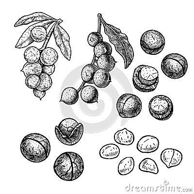 Hand drawn set of macadamia nuts. Vintage vector sketch Vector Illustration