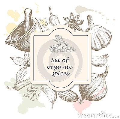 Hand drawn set of organic spices Vector Illustration