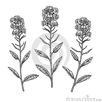 Hand drawn set of plant rape. Vintage vector sketch Vector Illustration