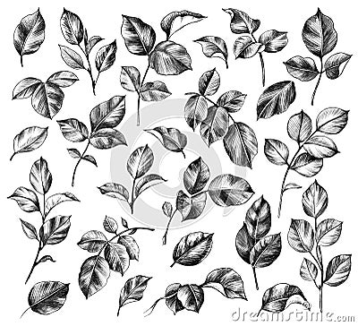 Hand drawn set of Rose Leaves Stock Photo