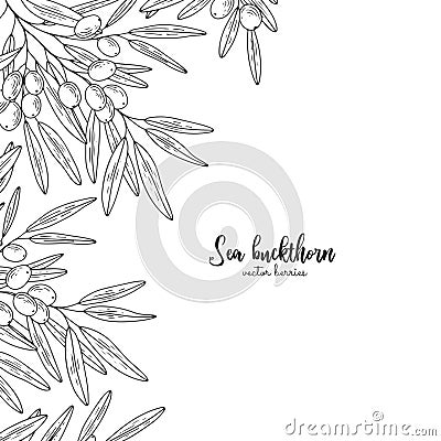 Hand drawn set with sea buckthorn. Design for package of health and beauty natural products. Detailed frame with berries. Applicab Vector Illustration