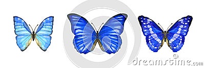 Hand drawn set of watercolor butterflies Morpho Aega isolated on white Stock Photo