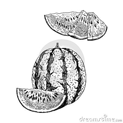 Hand drawn set of watermelon. Vector sketch Vector Illustration