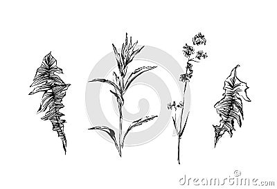 Hand drawn set of weed field herbs. Outline plants painting by ink. Sketch or doodle style botanical vector illustration. Black Vector Illustration