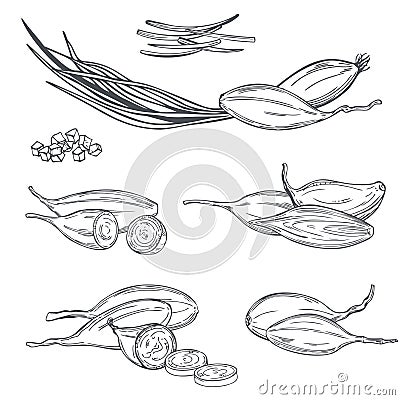 Shallot onion Allium ascalonicum. Vector sketch illustration Vector Illustration