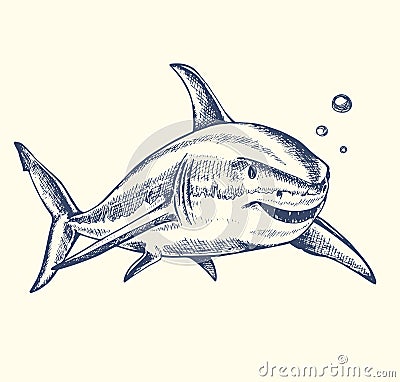 Hand drawn shark Vector Illustration