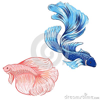 Hand drawn siamese fighting fish, isolate vector Vector Illustration