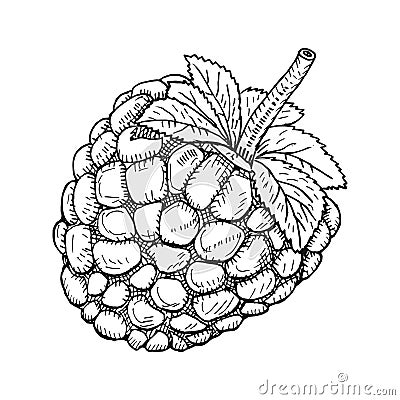 Hand drawn sketch berries. Ripe blackberry branch isolated on Vector Illustration