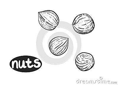 Hand drawn sketch black and white of nuts, hazelnuts. Vector illustration. Elements in graphic style label, sticker Vector Illustration