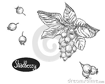 Hand drawn sketch black and white set of shadberry branch, leaf and berry. vector illustration. Elements in graphic Vector Illustration