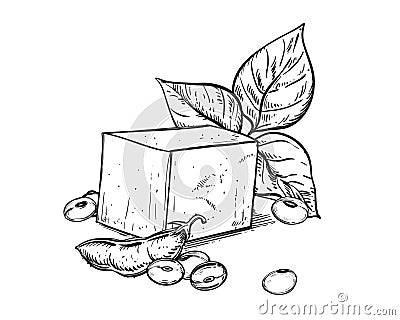 Hand drawn sketch black and white soybean, soy plant, leaf, tofu. Vector illustration. Elements in graphic style label Vector Illustration