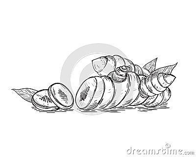 Hand drawn sketch black and white of tuber, turmeric, leaf, curcuma, slice. Vector illustration. Elements in graphic Vector Illustration