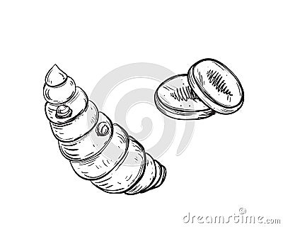 Hand drawn sketch black and white of tuber, turmeric, leaf, curcuma, slice. Vector illustration. Elements in graphic Vector Illustration